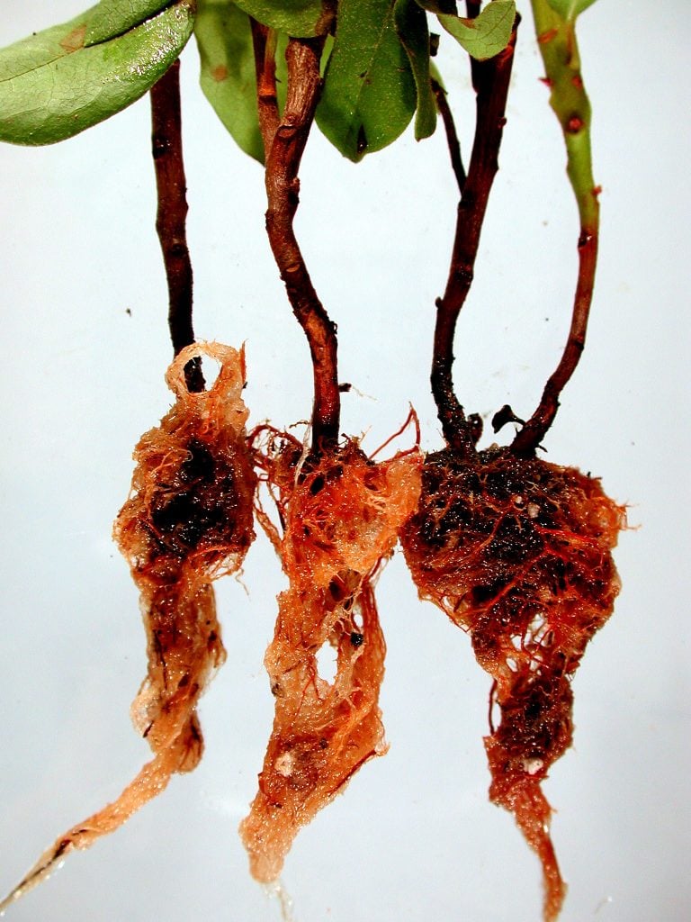 Phytophthora Root Rot