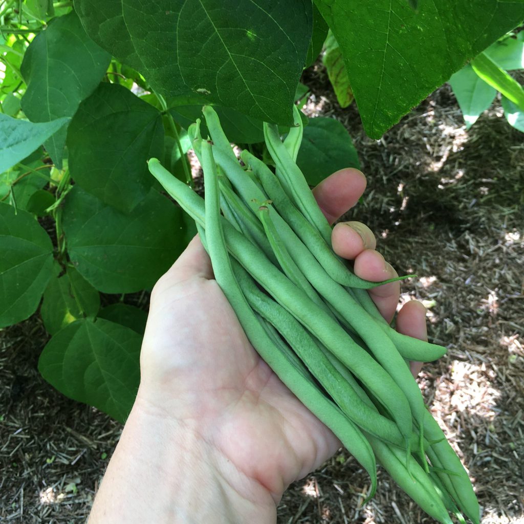 Picking Green Beans