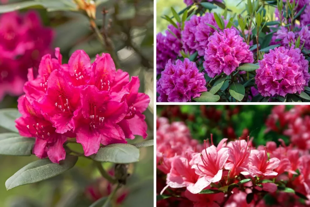 Picking the Perfect Rhododendron