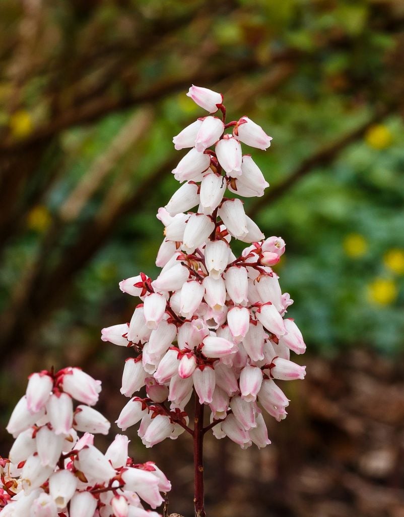 Pieris japonica ‘Bonfire