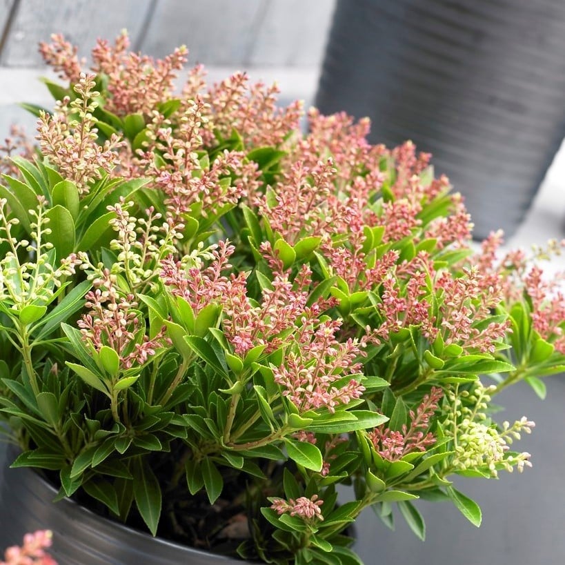 Pieris japonica ‘Prelude’