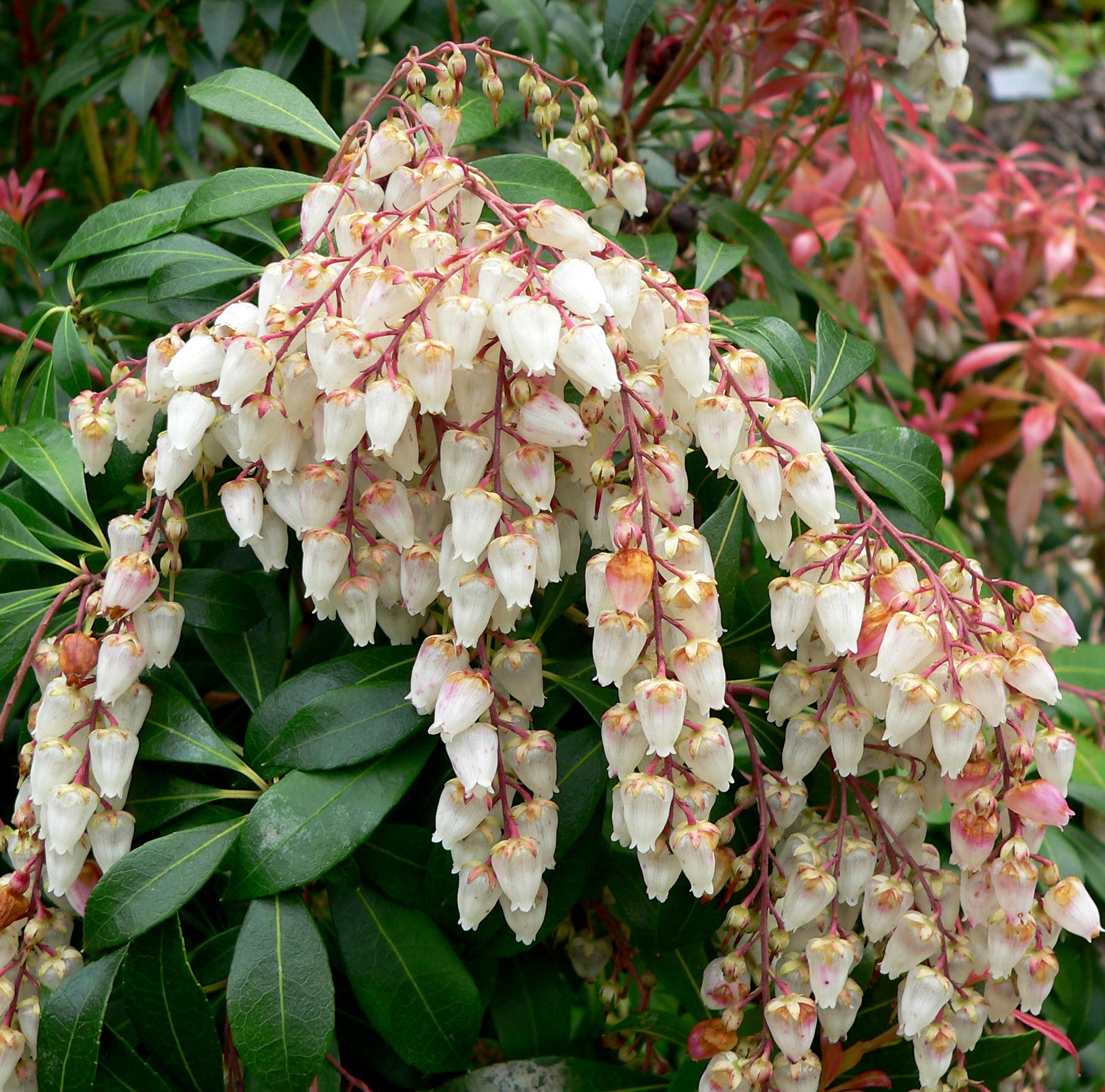 Pieris