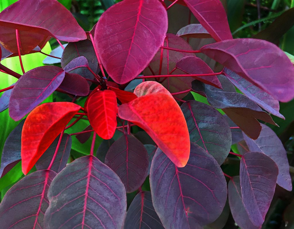 What Pigment Causes Red Leaves? The Arches