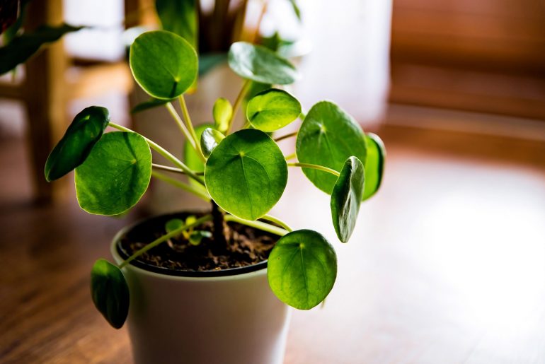 Pilea Peperomioides 'Chinese Money Plant