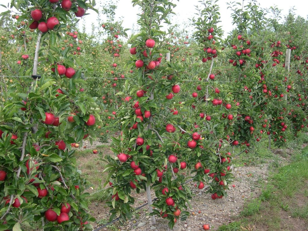 Pillar Fruit Trees