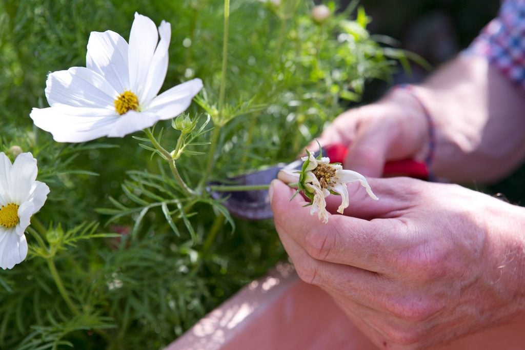 Pinching and Deadheading Cosmos