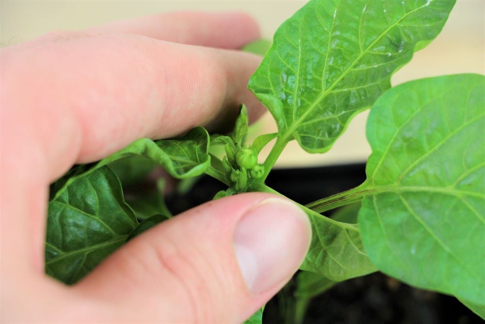 Pinching the Bell Pepper Plant