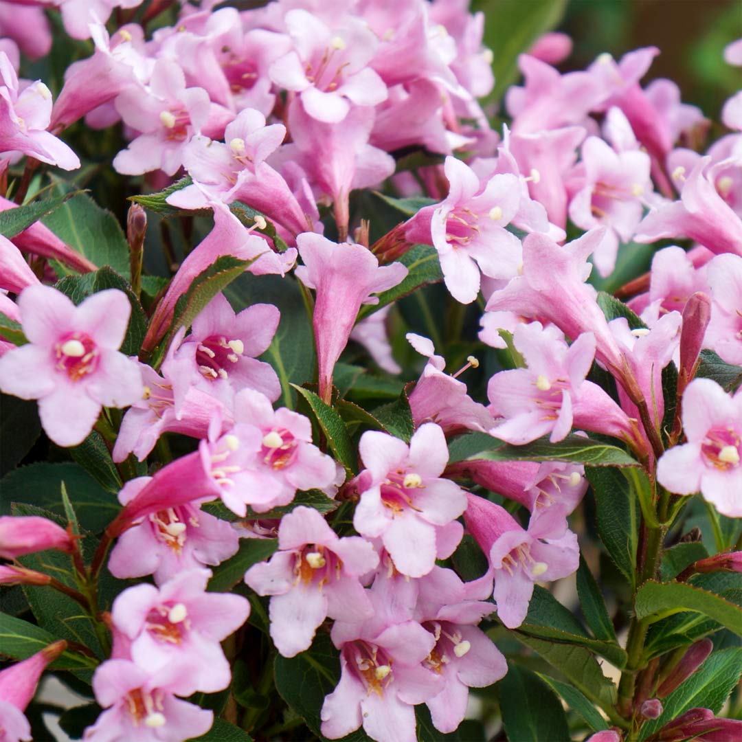 Pink Poppet Weigela