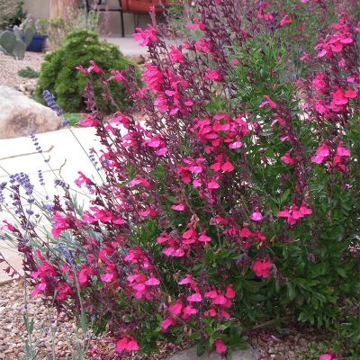 Pink Salvias or Salvia Greggii