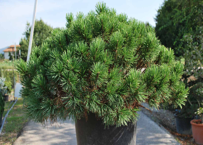 Pinus Mugo