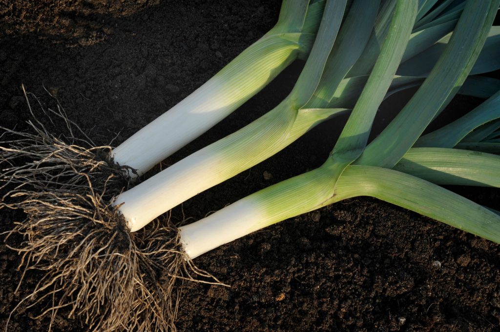 Plant Care Tips for Leeks
