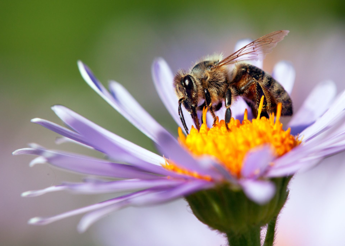 Plant Pollination-Friendly Flowers