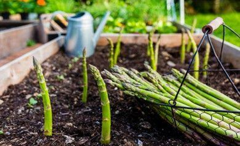 Plant Your Asparagus