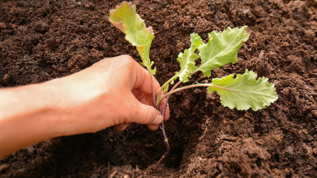 Plant Your Broccoli Seeds Outdoors