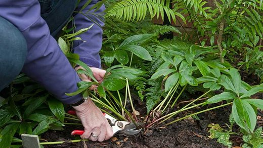 Plant Your Hellebore