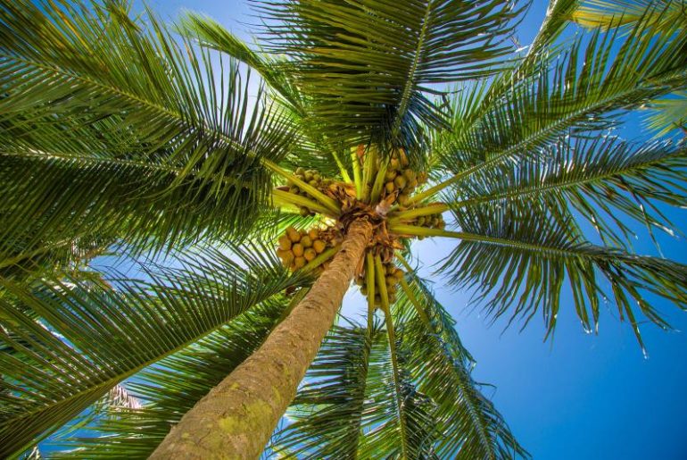 Discover What Soil is Best for Palm Trees The Arches