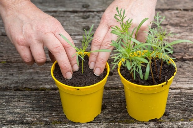 Plant out Hardened Seedlings and Wait