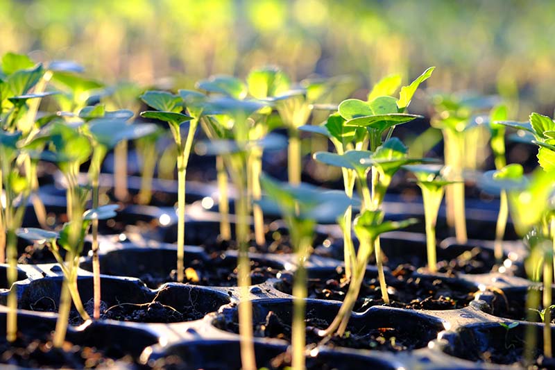 Plant the Seedlings At the Right Time