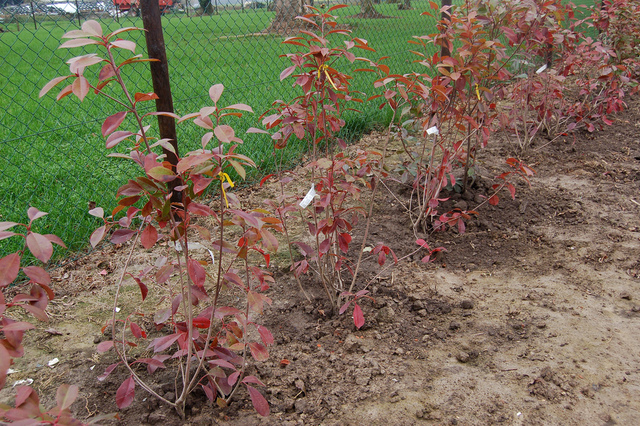 Plantation of Red Robin and Hedges