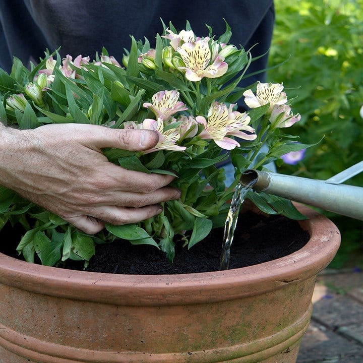 Planting Alstroemeria in Pot