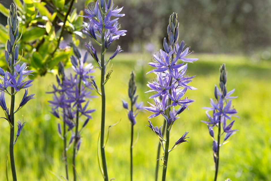 Planting Camassias Grow these Stunning Perennials in Your Garden