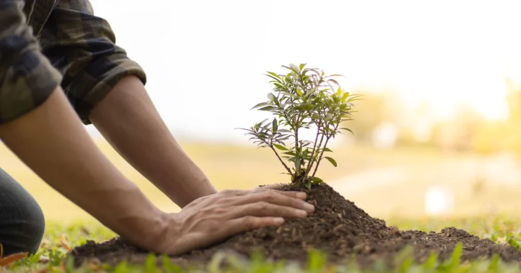 Planting Deciduous Trees