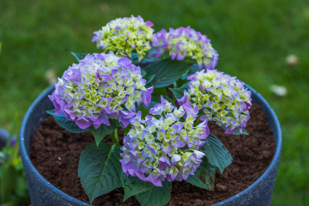 Planting Hydrangea in Small Pots