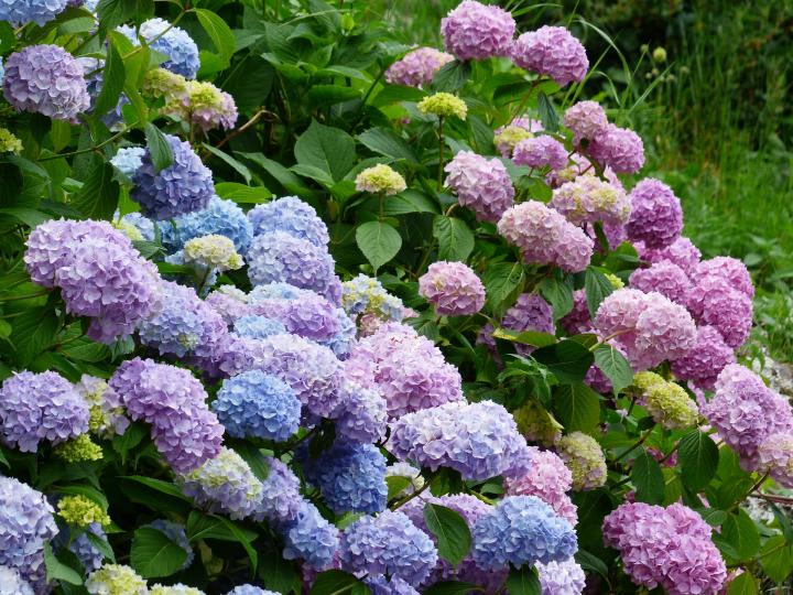 Planting Hydrangeas