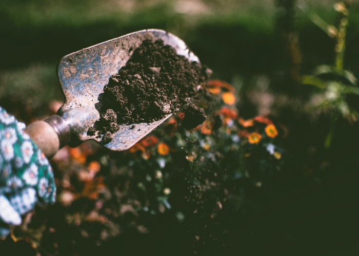 Planting Nasturtium The Right Way