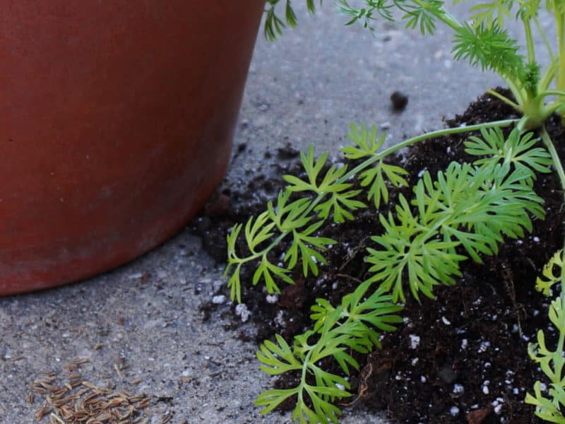 Planting Nigella Seeds