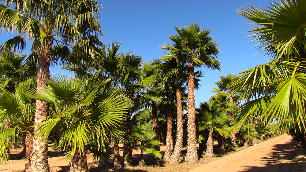 Planting Palm Trees in Spring