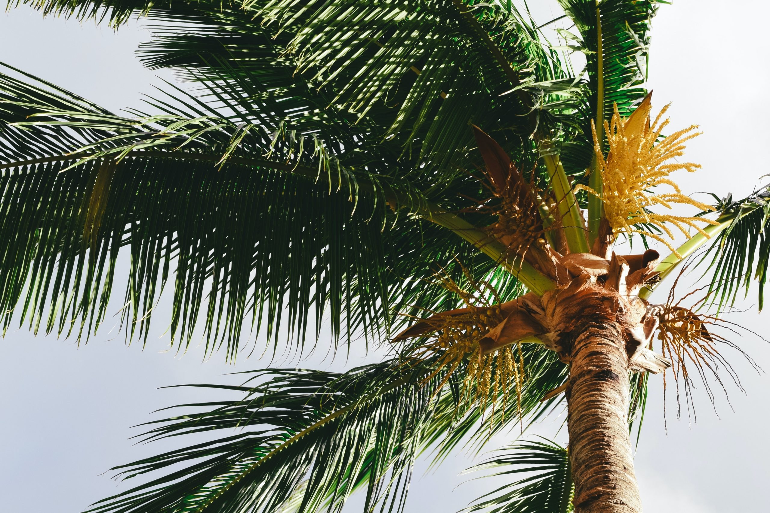 Planting Palm Trees in Summer