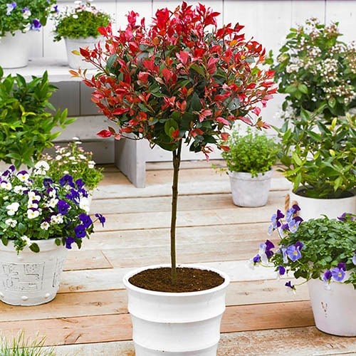 Planting Photinia Red Robin