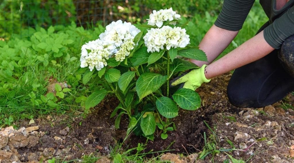 Planting Procedure