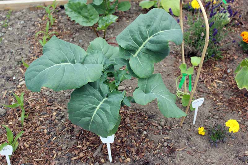Planting Process of Broccoli 'Calabrese'