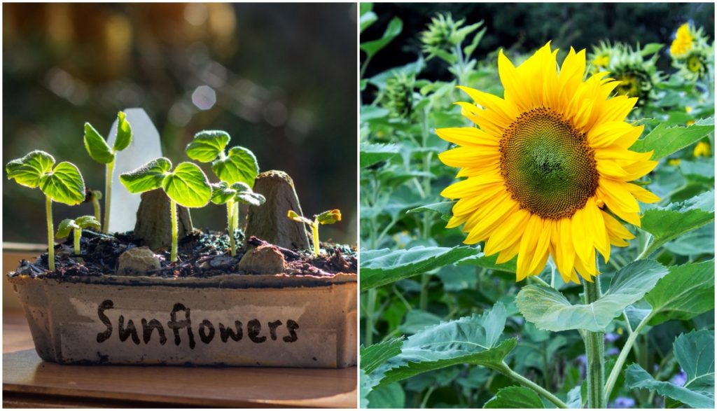 Planting Sunflowers