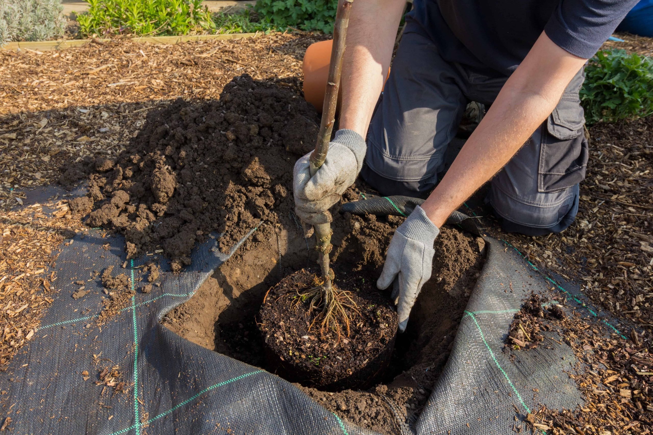 Planting The Apple Tree