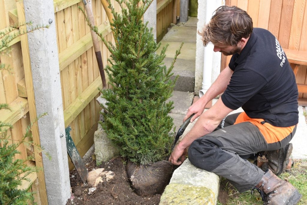 Planting Time of Yews