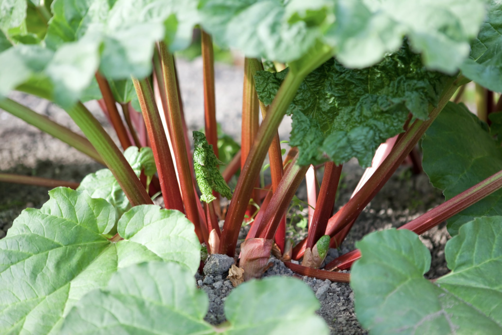 Care for Rhubarb