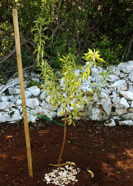 Planting a Young Tree