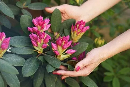 Planting and Repotting the Plants