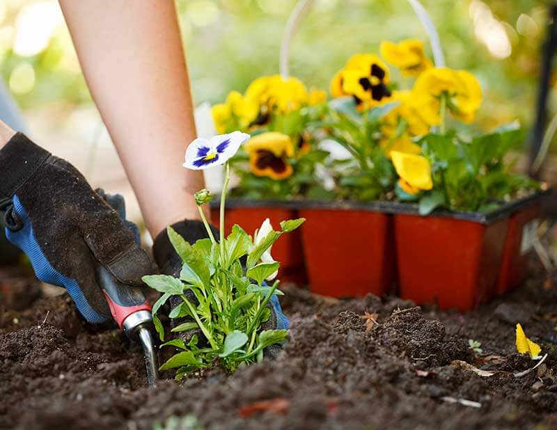 Fertilizer and Mulch