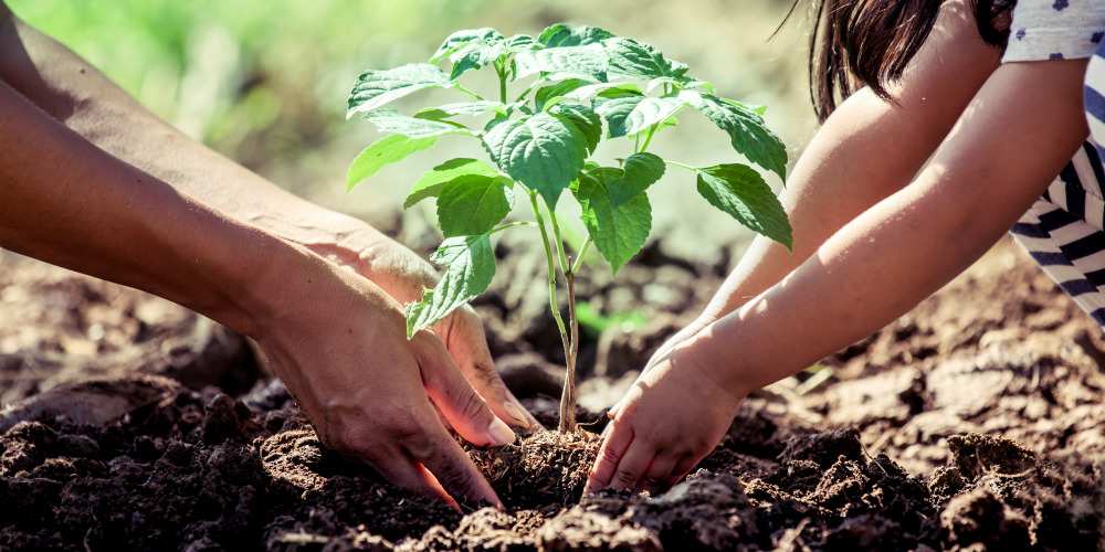 Planting the Agapanthus Sapling