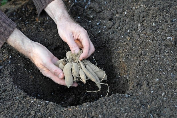 5 Steps to Plant Dahlia Tubers for Transforming Your Garden - TheArches