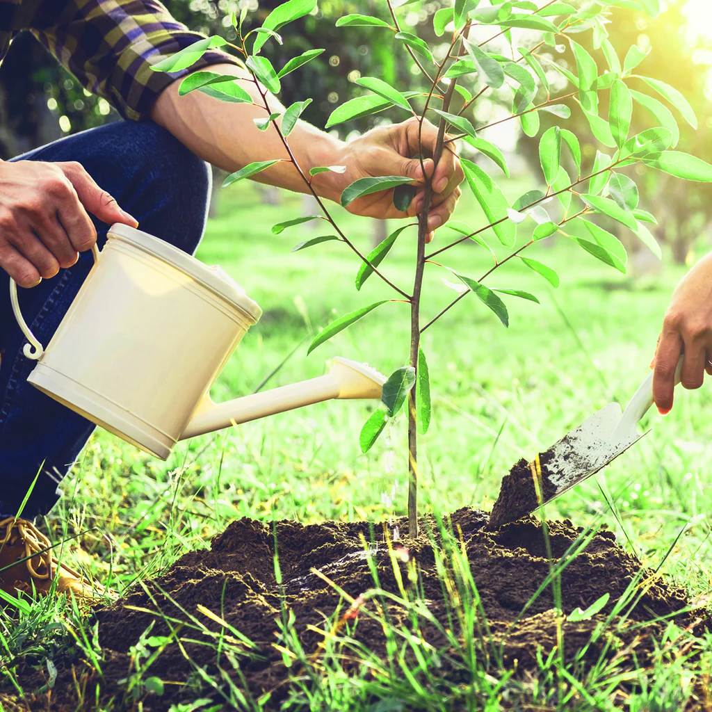 Planting the Plum Tree