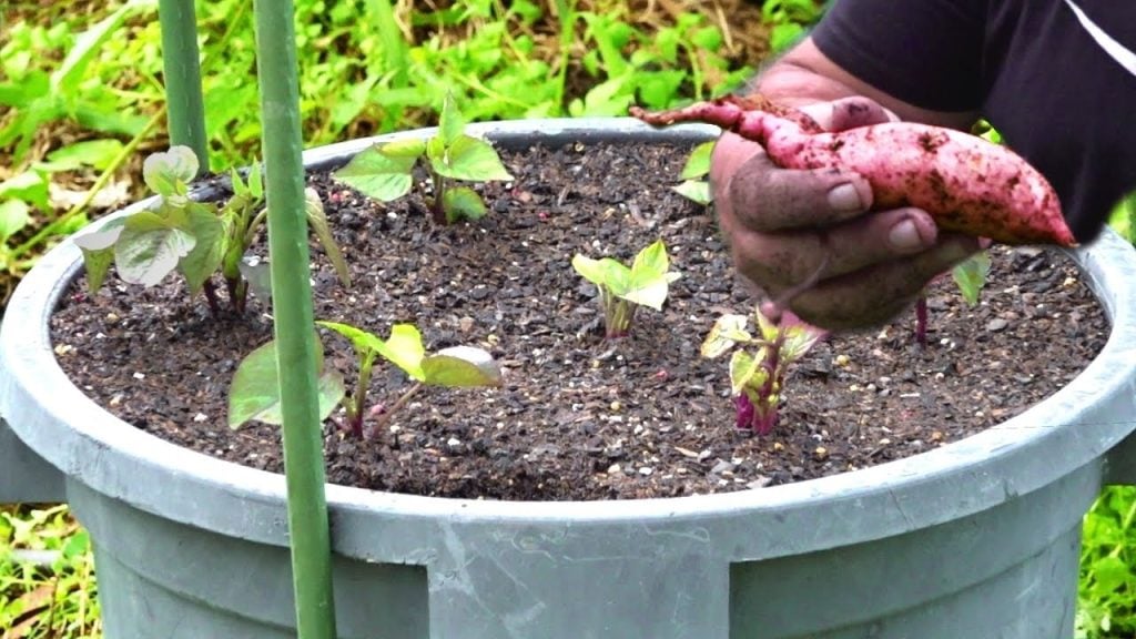 Planting the Slips