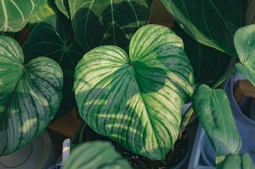 Plants With Heart-Shaped Leaves
