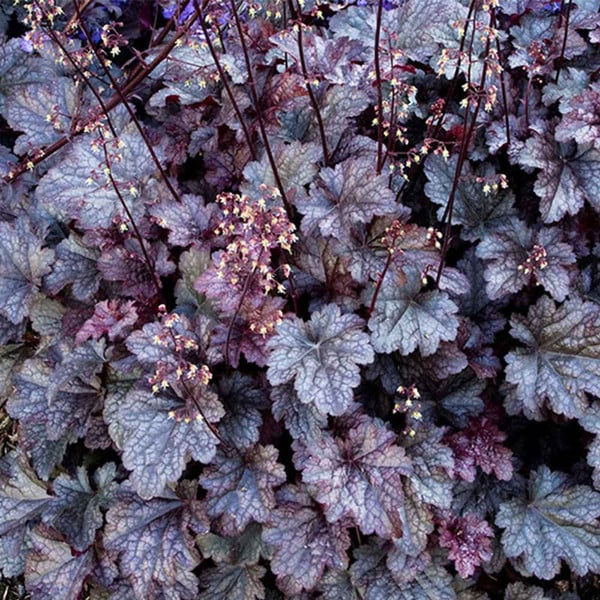 Plum Pudding