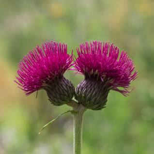 Plume thistle