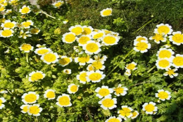 Poached Egg Flower (1)